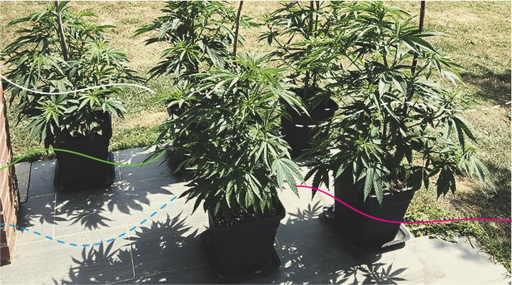 Cómo utilizar los fertilizantes RQS en exterior: Royal Gorilla