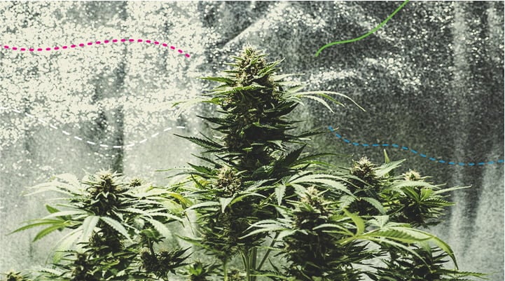 Cómo utilizar los fertilizantes RQS en interior: Green Gelato Automatic Cómo utilizar los fertilizantes RQS en interior: Green Gelato Automatic