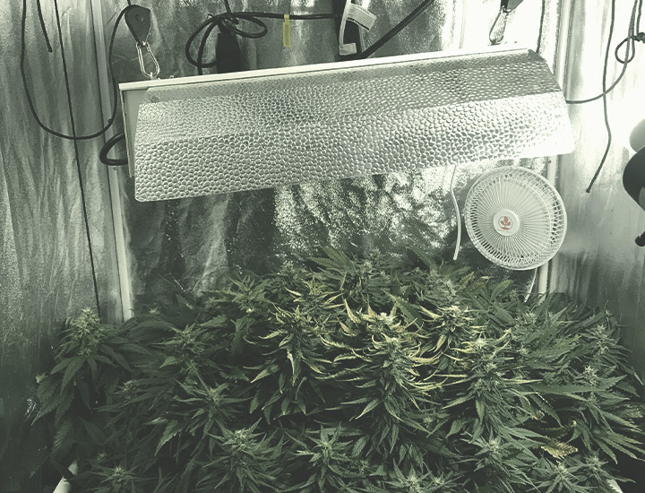 A Complete Overview Of Growing Cannabis Indoors