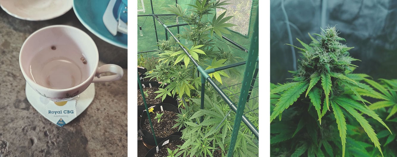 Cómo cultivar marihuana medicinal
