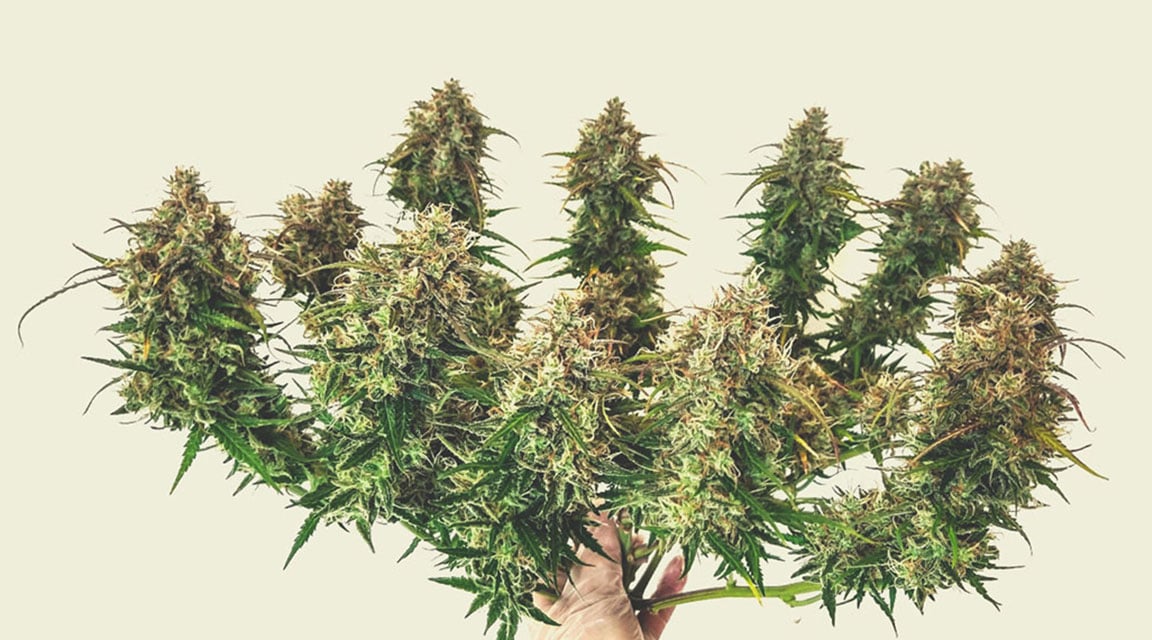 Cómo calcular la producción de las plantas autoflorecientes Cómo calcular la producción de las plantas autoflorecientes