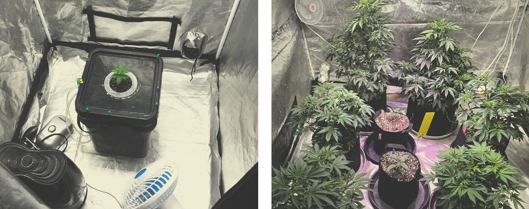 Advantages of Growing Cannabis Indoors Advantages of Growing Cannabis Indoors