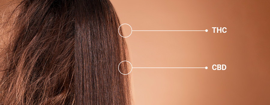 THC e CBD per capelli