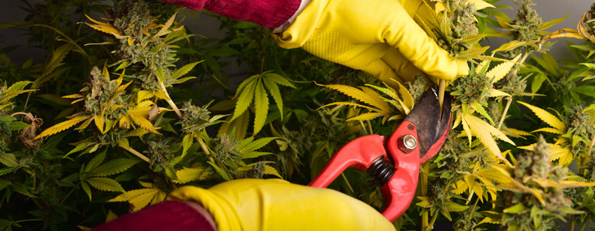 cannabis cutting