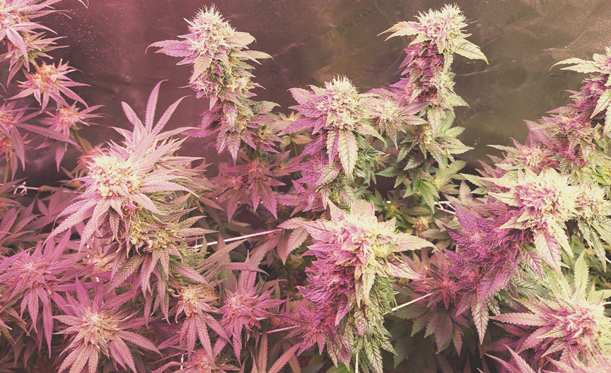 Haze Berry Haze Berry