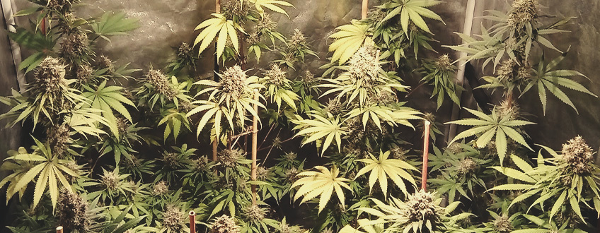 Haze Berry Haze Berry