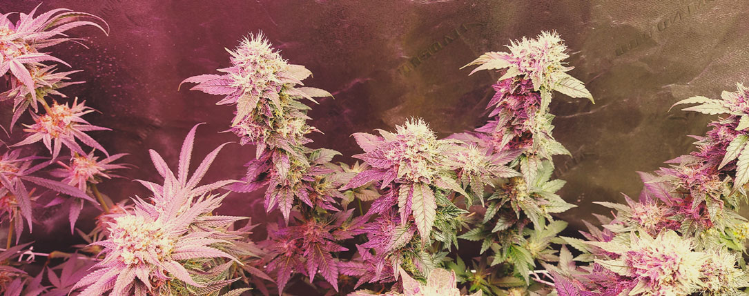 Haze Berry Haze Berry