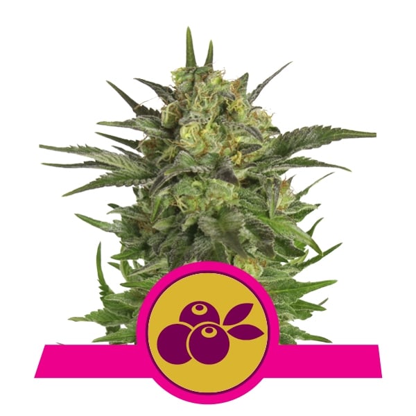 Haze Berry Feminised