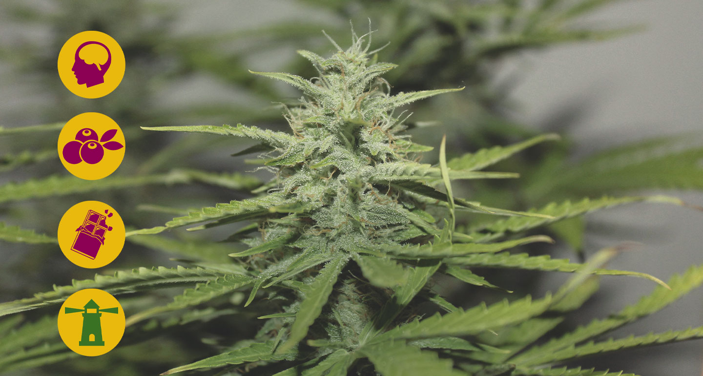 Best haze cannabis strains Best haze cannabis strains