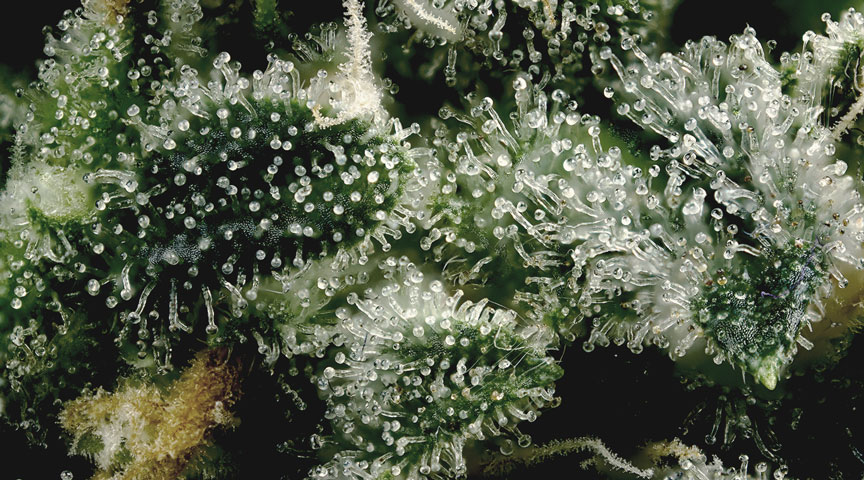 Cannabinoids Cannabinoids