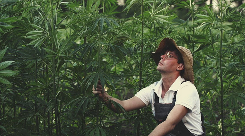 Hemp Cultivation Quality Standards Hemp Cultivation Quality Standards