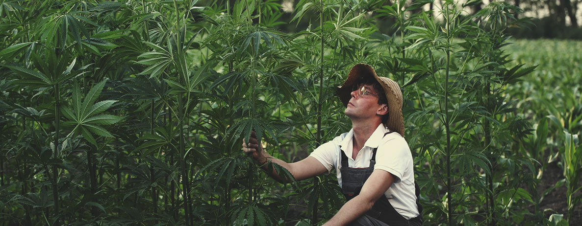 Hemp Cultivation Quality Standards Hemp Cultivation Quality Standards