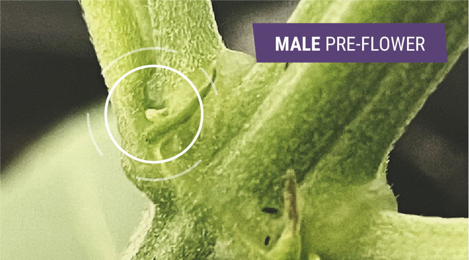 Identifying Early Signs Of Male Plant