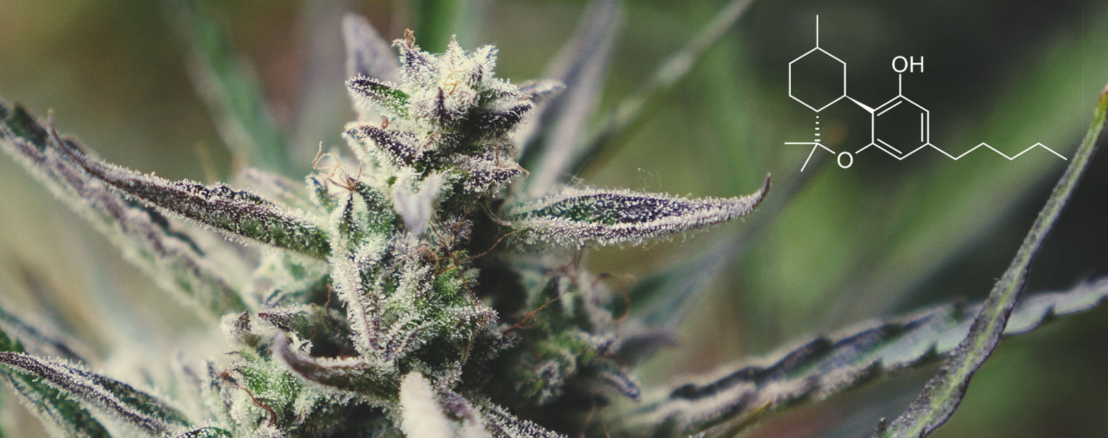 Hexahydrocannabinol (HHC) — Here's What You Need To Know - RQS Blog