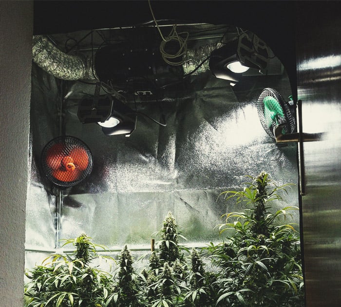 Les últimes setmanes de floració Les últimes setmanes de floració
