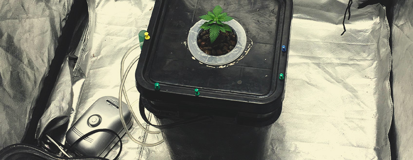 Aeration for your dwc system using an air pump