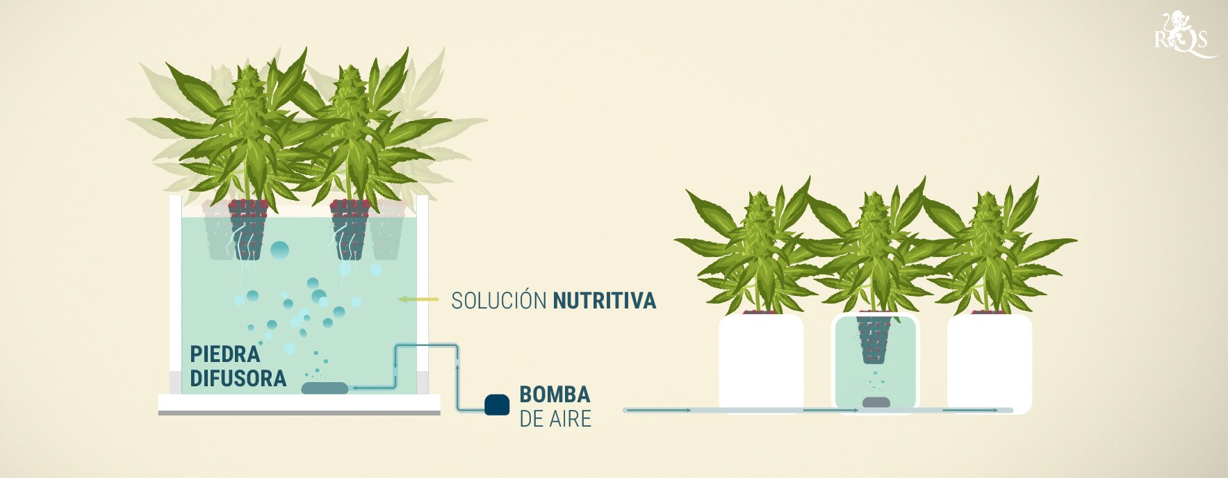 Sistema DWC (Deep Water Culture)