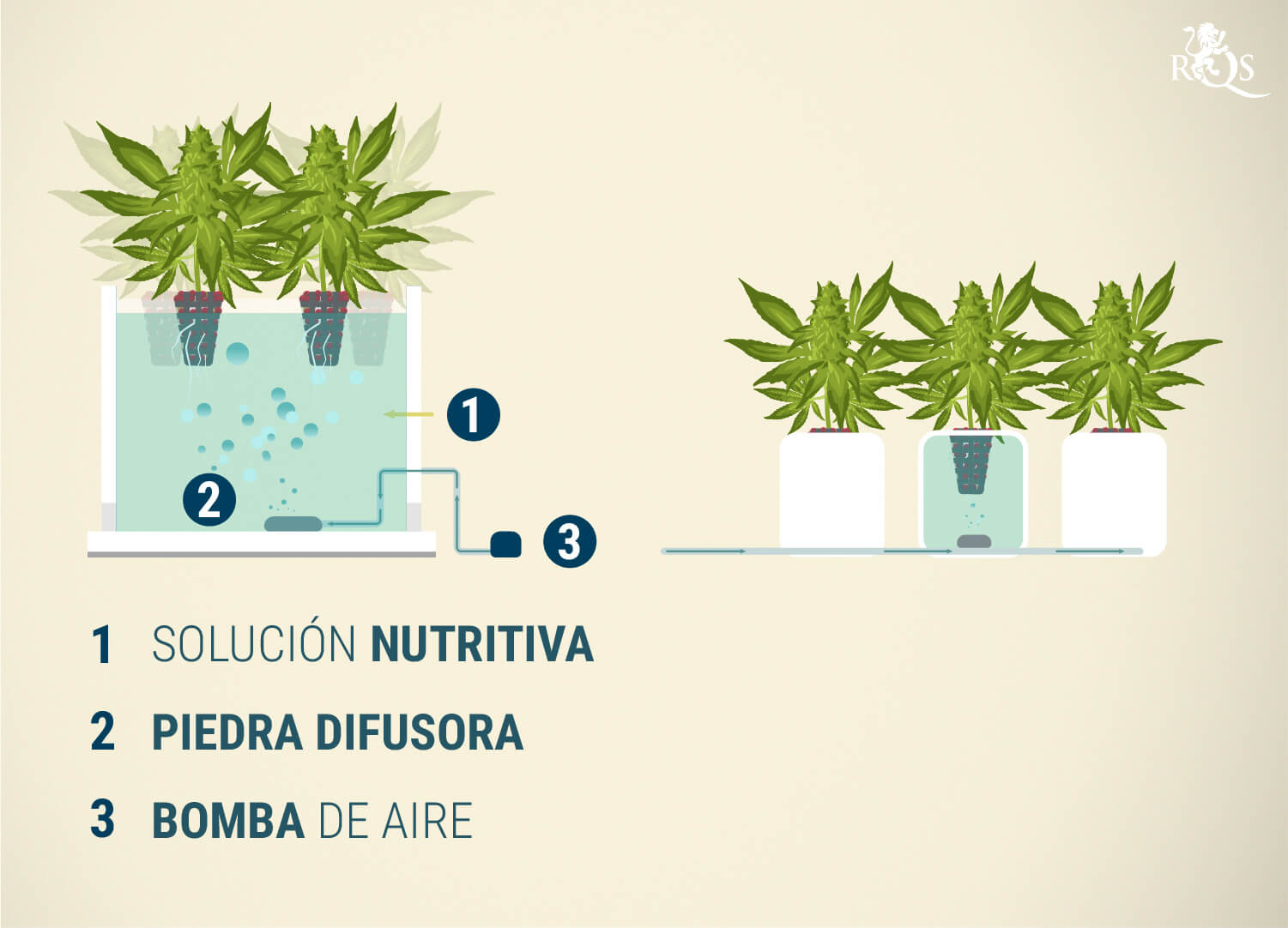 Sistema DWC (Deep Water Culture)