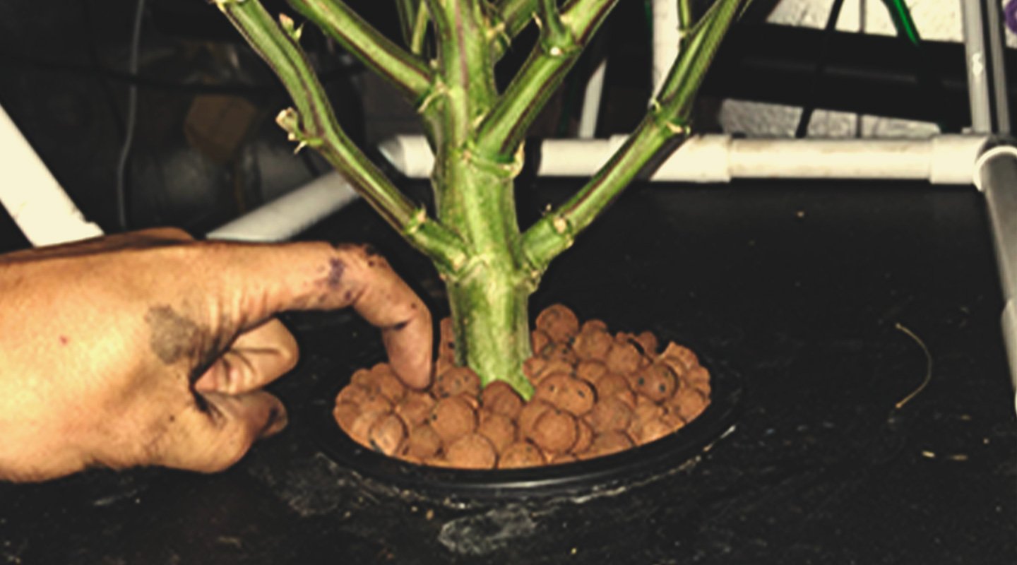 Hydroponic nutrients and additives for your DWC Hydroponic nutrients and additives for your DWC