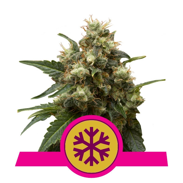 Compra Feminized ICE Cannabis Feminized ICE Cannabis