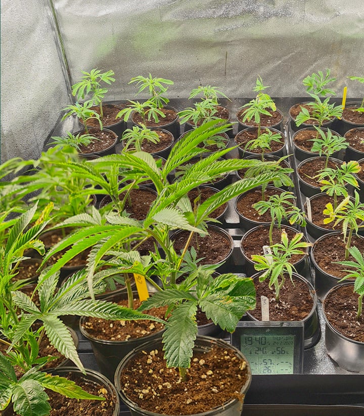 Multiple cannabis clones in propagation trays with rockwool cubes and established ones in pots, illustrating the replication of identical genetics from cuttings for consistent marijuana strains.