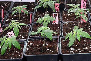 Cultiu marihuana indoor primera setmana Cultiu marihuana indoor primera setmana