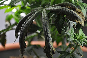 Una planta de cannabis necessita ajuda Una planta de cannabis necessita ajuda