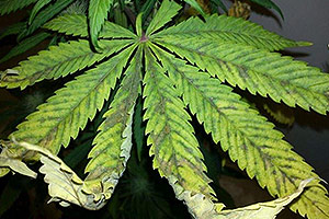 Què fer quan sobre-limentem una planta de cannabis? Què fer quan sobre-limentem una planta de cannabis?