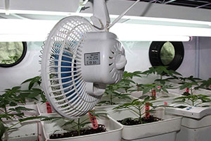 Ventilador per fer créixer cannabis Ventilador per fer créixer cannabis