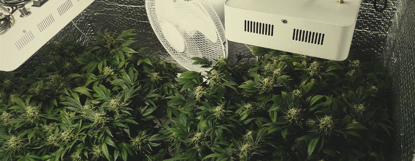 QUÈ INFLUEIX EN QUÈ LA MARIHUANA CREIXI RÀPIDAMENT? QUÈ INFLUEIX EN QUÈ LA MARIHUANA CREIXI RÀPIDAMENT?