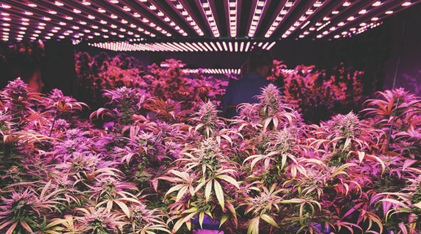 The Indoor Cannabis Boom The Indoor Cannabis Boom