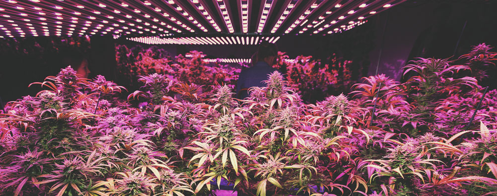 The Indoor Cannabis Boom