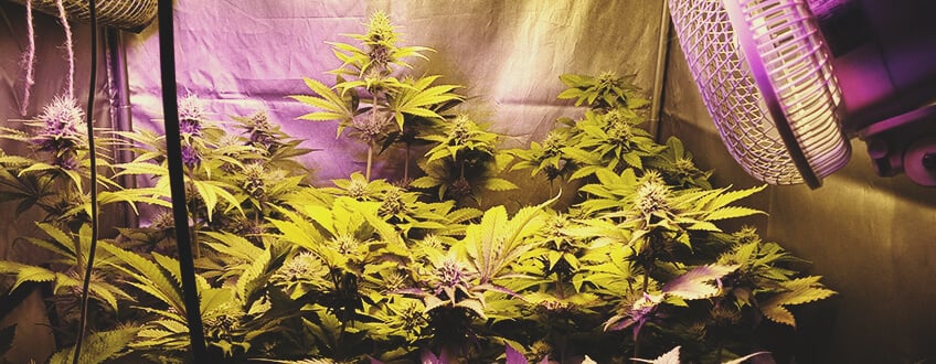 ¿Son todas las variedades de marihuana adecuadas para el cultivo de interior?