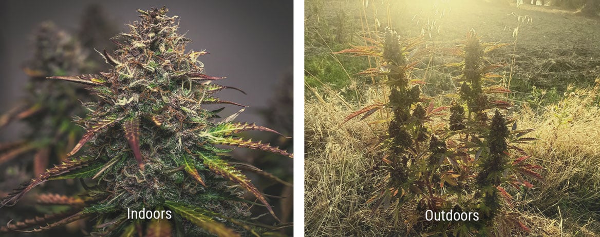 How Do Indoor and Outdoor Weed Compare?