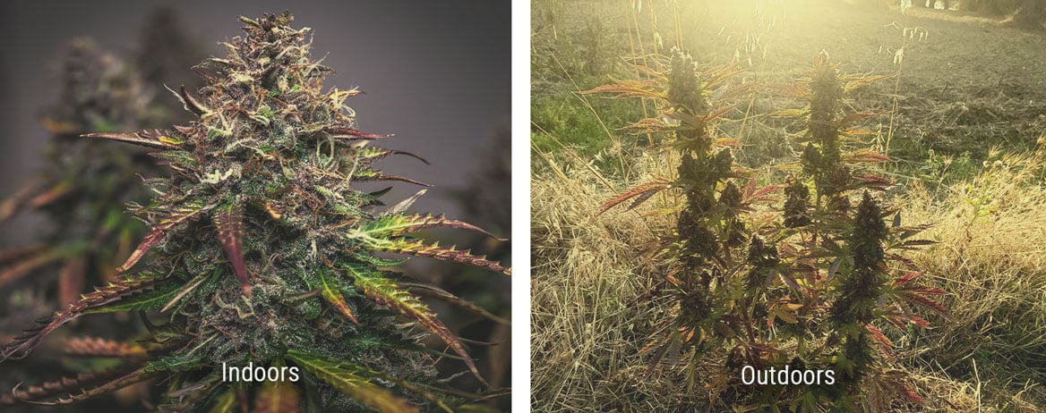 How Do Indoor and Outdoor Weed Compare? How Do Indoor and Outdoor Weed Compare?