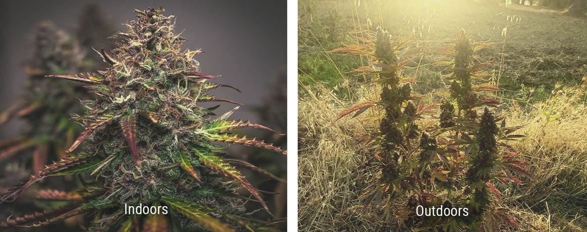 Growing Cannabis: The Basics - Farmer Jane Cannabis Co.