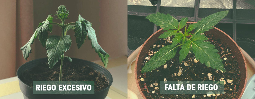 CÓMO REGAR TUS PLÁNTULAS CÓMO REGAR TUS PLÁNTULAS