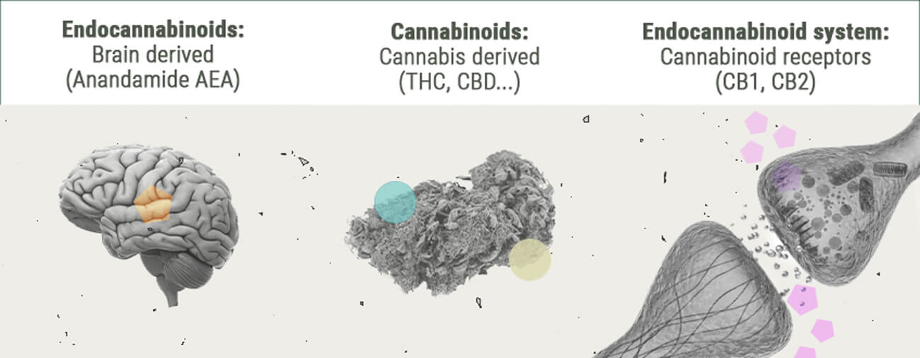 Chemistry of the Cannabis High Chemistry of the Cannabis High