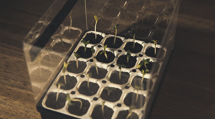 Kit de germinació de Royal Queen Seeds Kit de germinació de Royal Queen Seeds