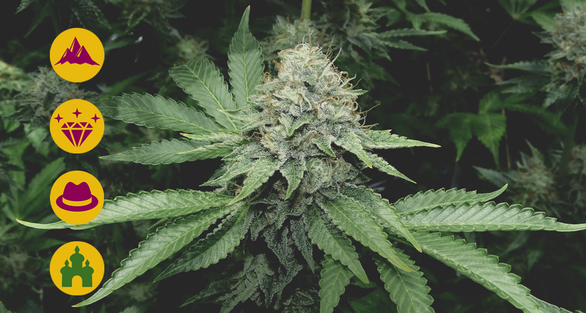 Best kush cannabis strains Best kush cannabis strains