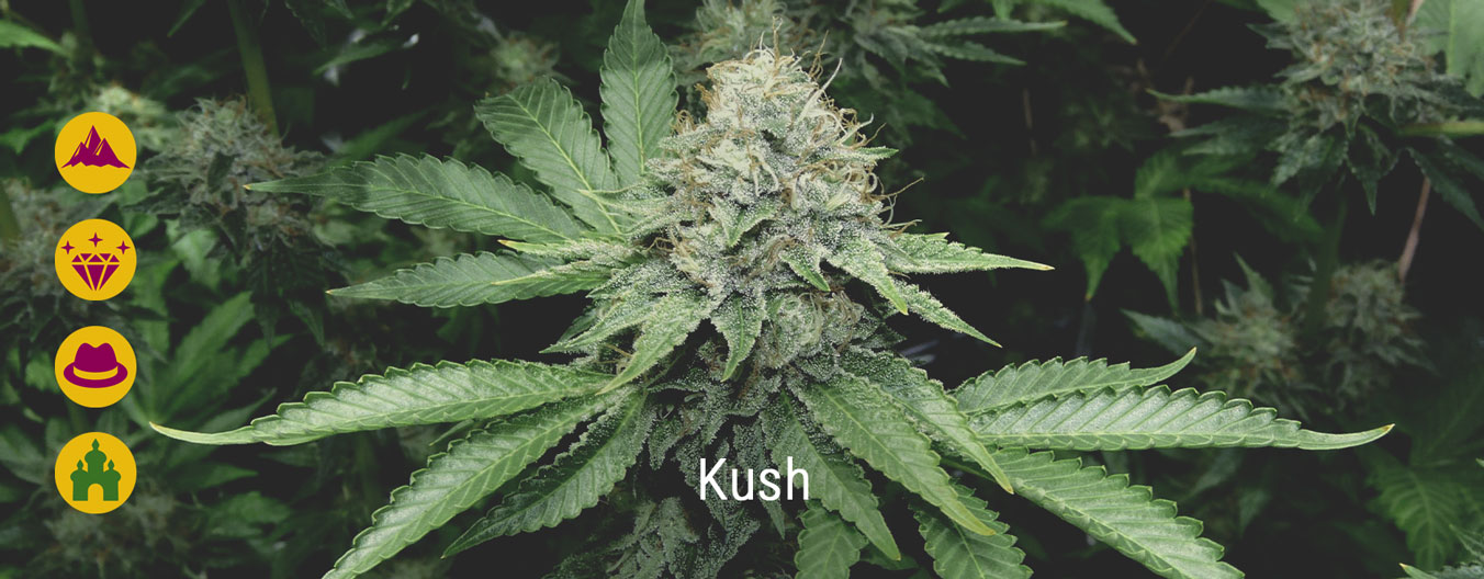 Best kush cannabis strains Best kush cannabis strains