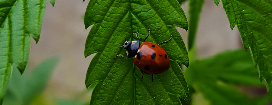 LADYBUGS ARE FORMIDABLE PREDATORS LADYBUGS ARE FORMIDABLE PREDATORS