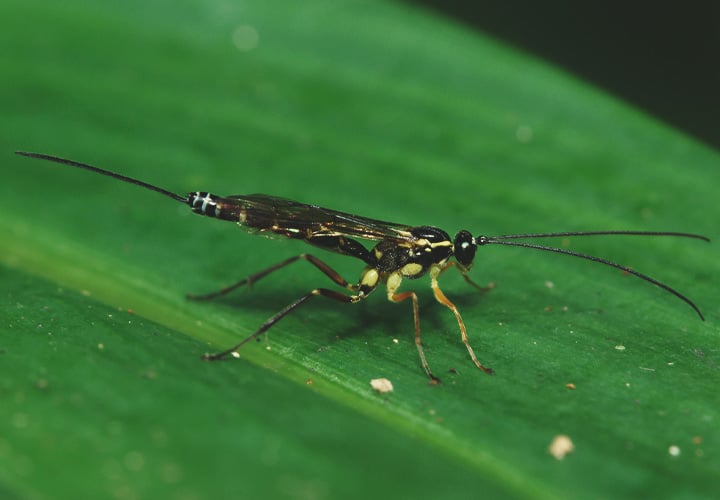 How to Treat a Leaf Miner Invasion How to Treat a Leaf Miner Invasion