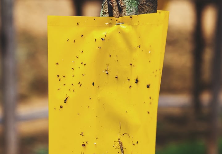 How to Treat a Leaf Miner Invasion How to Treat a Leaf Miner Invasion