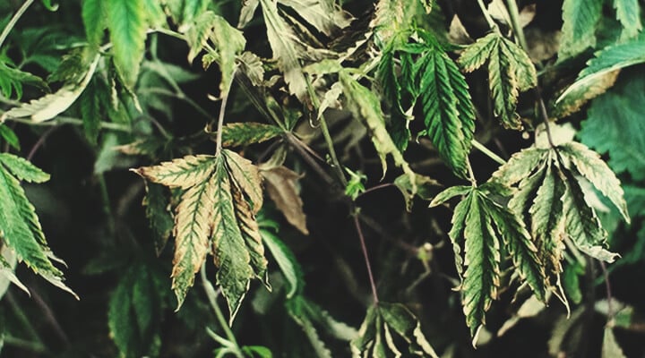 Drooping, Weak Plants Drooping, Weak Plants