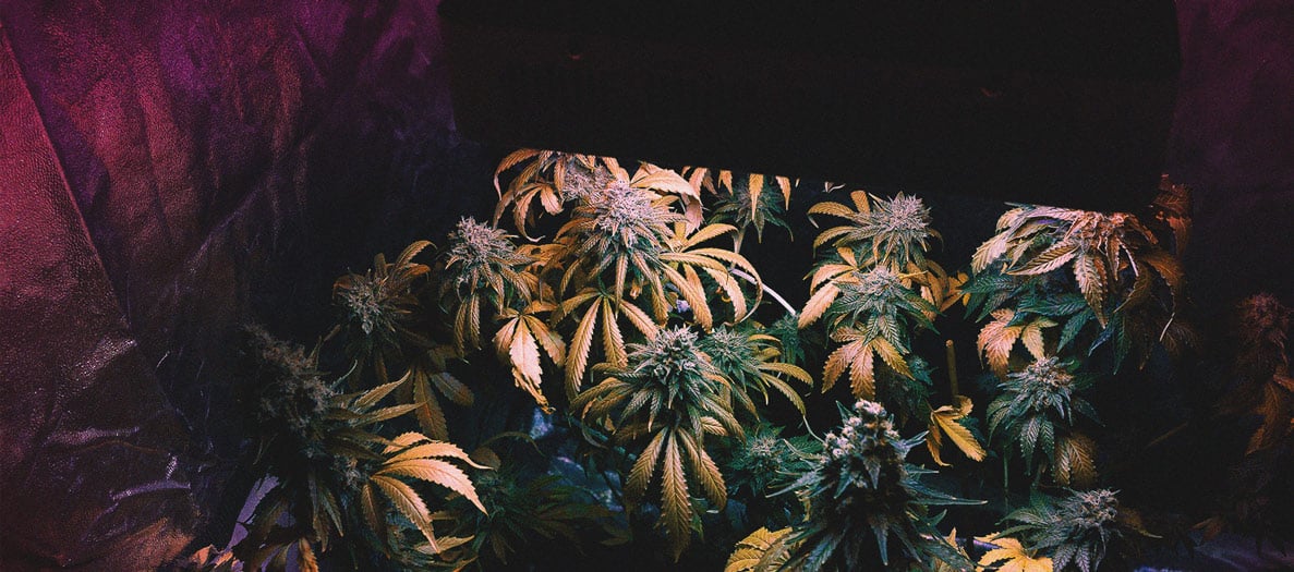 Consejos para cultivar marihuana en climas fríos Consejos para cultivar marihuana en climas fríos