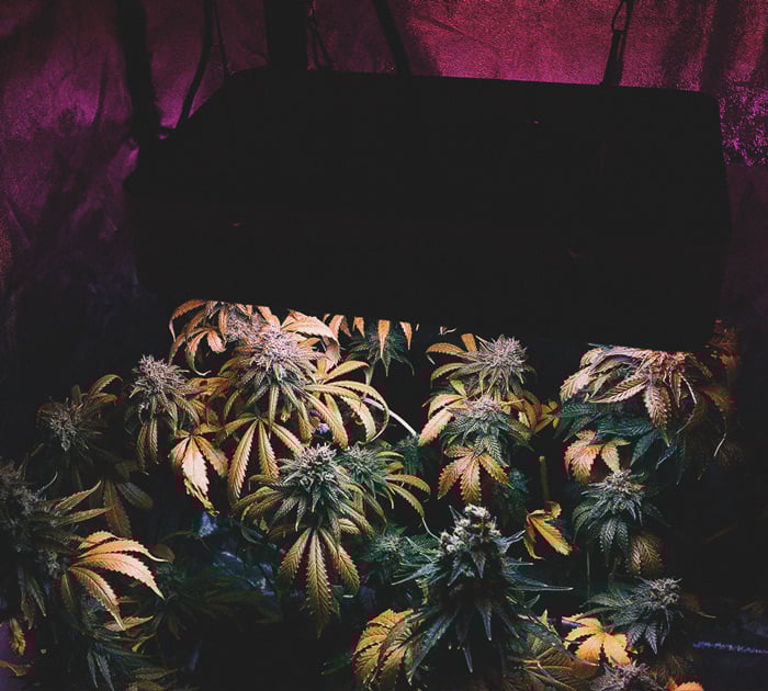Consejos para cultivar marihuana en climas fríos Consejos para cultivar marihuana en climas fríos