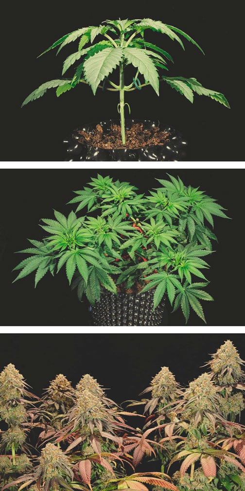 Legendary OG Punch Grow Report Legendary OG Punch Grow Report