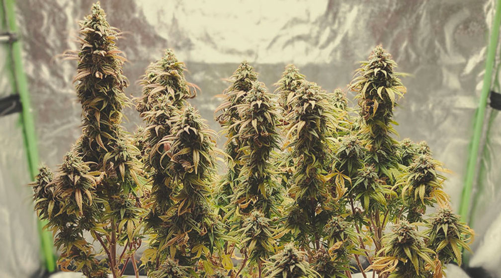 Lemon Shining Silver Haze Lemon Shining Silver Haze