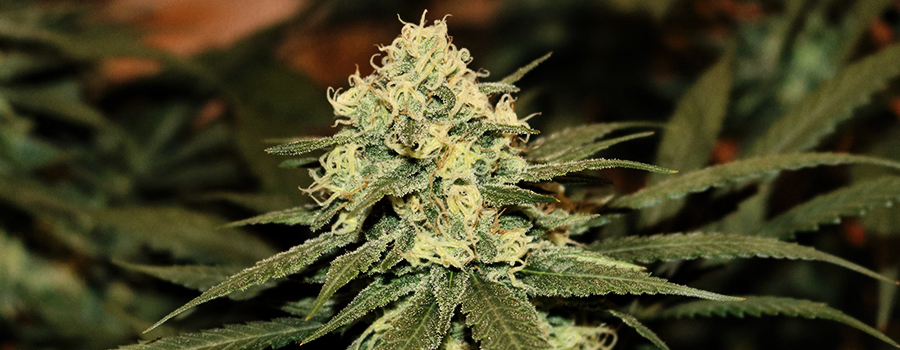 Lemon Shining Silver Haze Lemon Shining Silver Haze